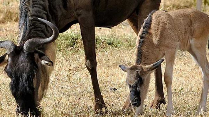 Grandes documentales - El Gran Serengueti