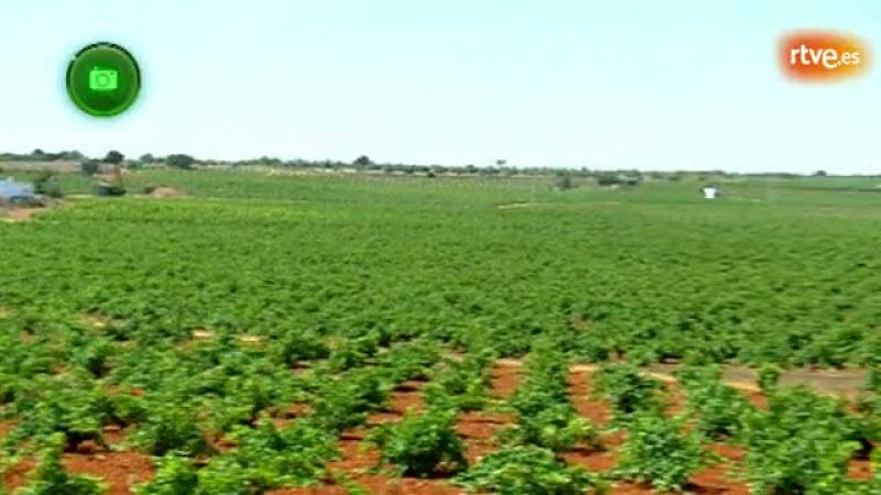 Agrosfera - En clave rural - El Toboso