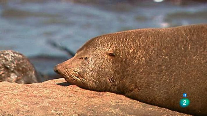 Grandes documentales - Últimos paraísos:Cazadores del Cabo