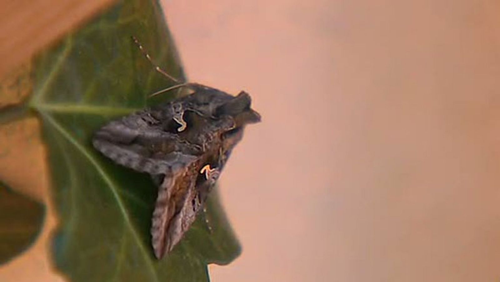 Las polillas proliferan