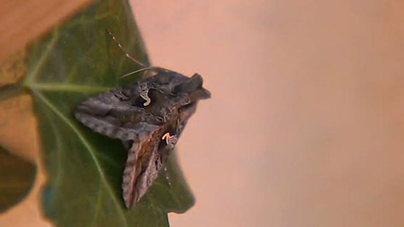 Las polillas proliferan