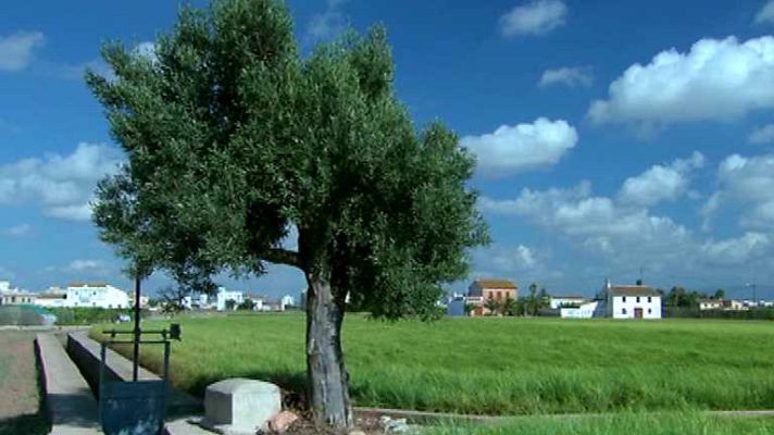 Documentales culturales - La huerta, a la vuelta de la esquina