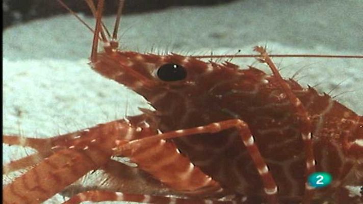 El arrecife de coral - Los crustáceos