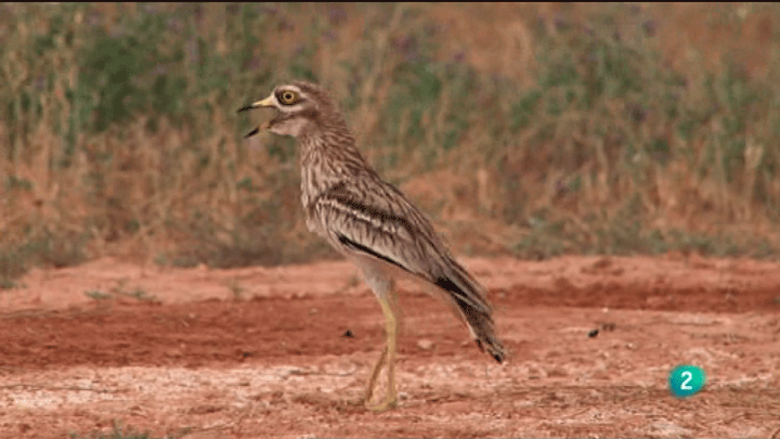 La Aventura del Saber. Reservas Ornitológicas. El Planerón