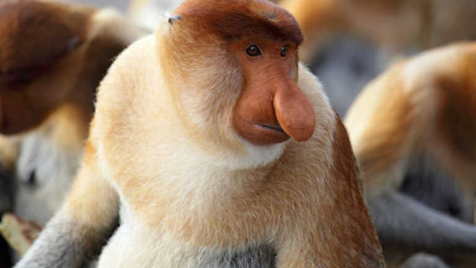 Grandes documentales - El corazón de Borneo - ver ahora