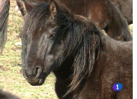 Panorama Regional - Asturias en 2' - 20/06/13