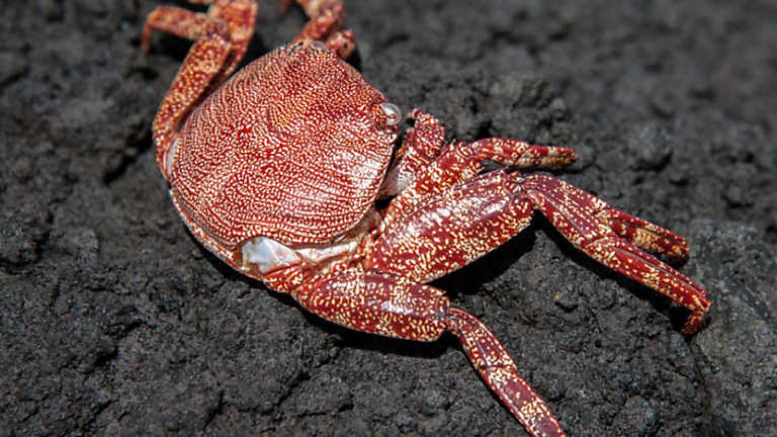 Grandes documentales - Las Azores, paraíso marino - ver ahora