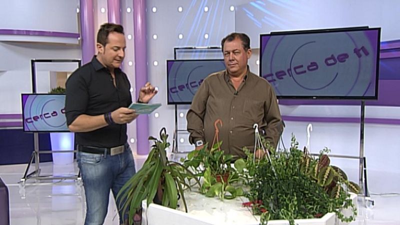 Cerca de ti - 20/06/13 - Cerca de ti | Ver