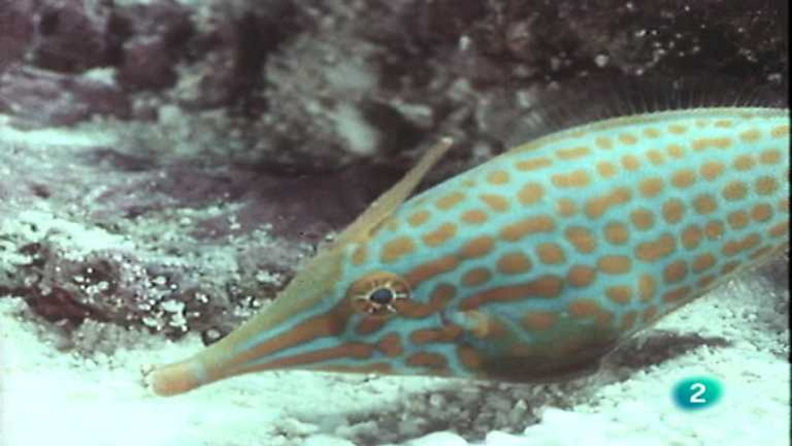 El arrecife de coral - Los otros peces - Ver ahora
