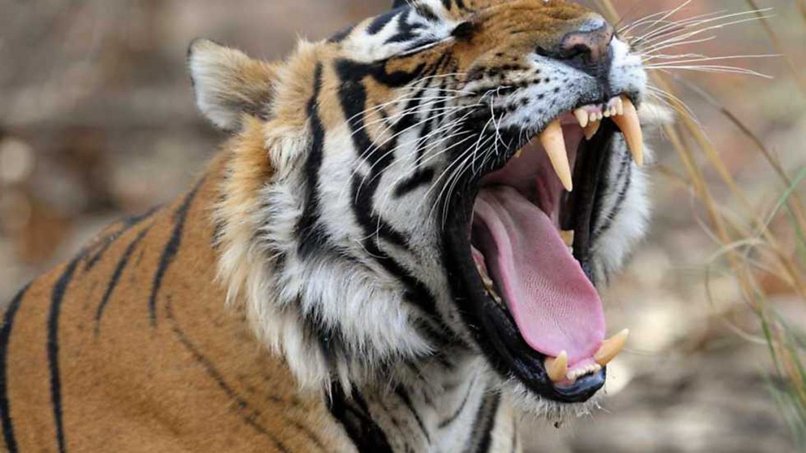 Grandes documentales - El tigre indio - Ver ahora