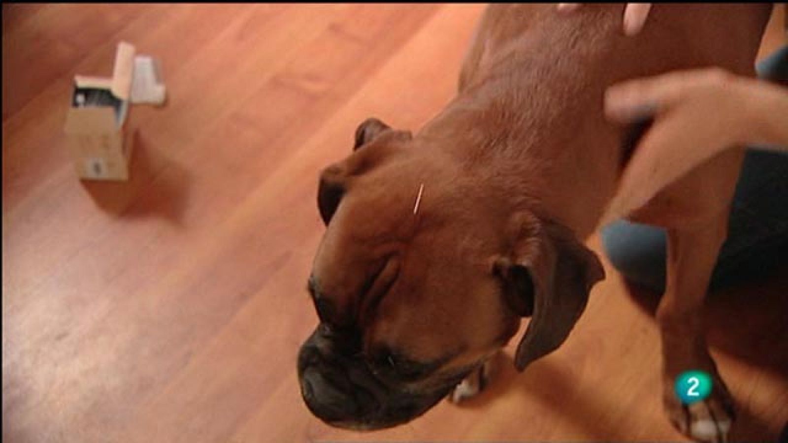 Para Todos La 2 - Video: Acupuntura para perros