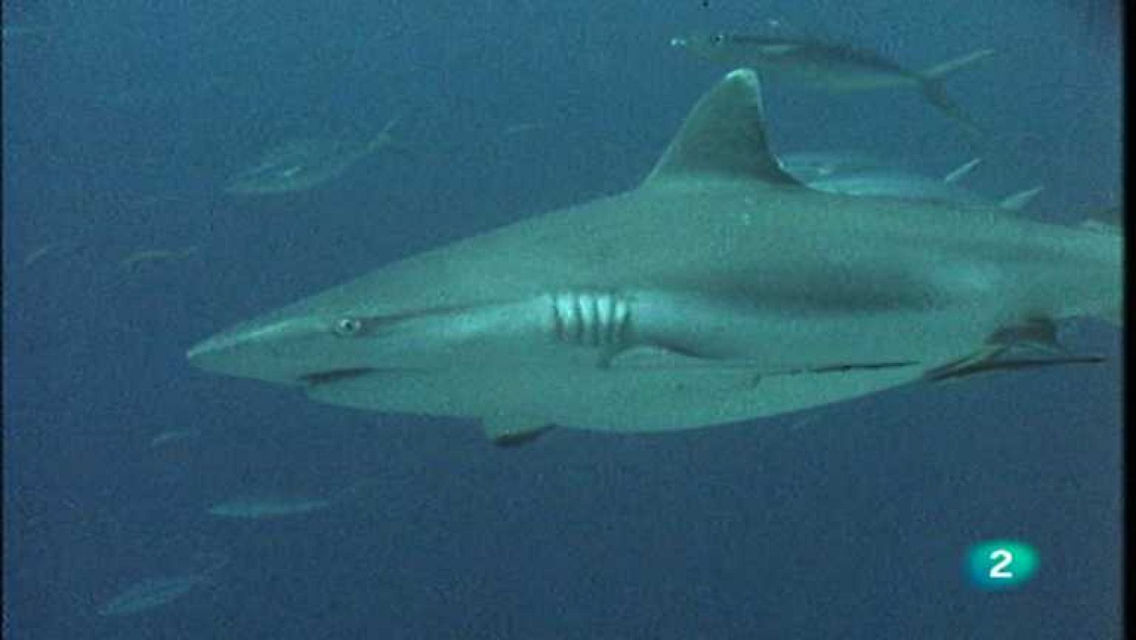 El arrecife de coral - El arrecife región fronteriza - ver ahora