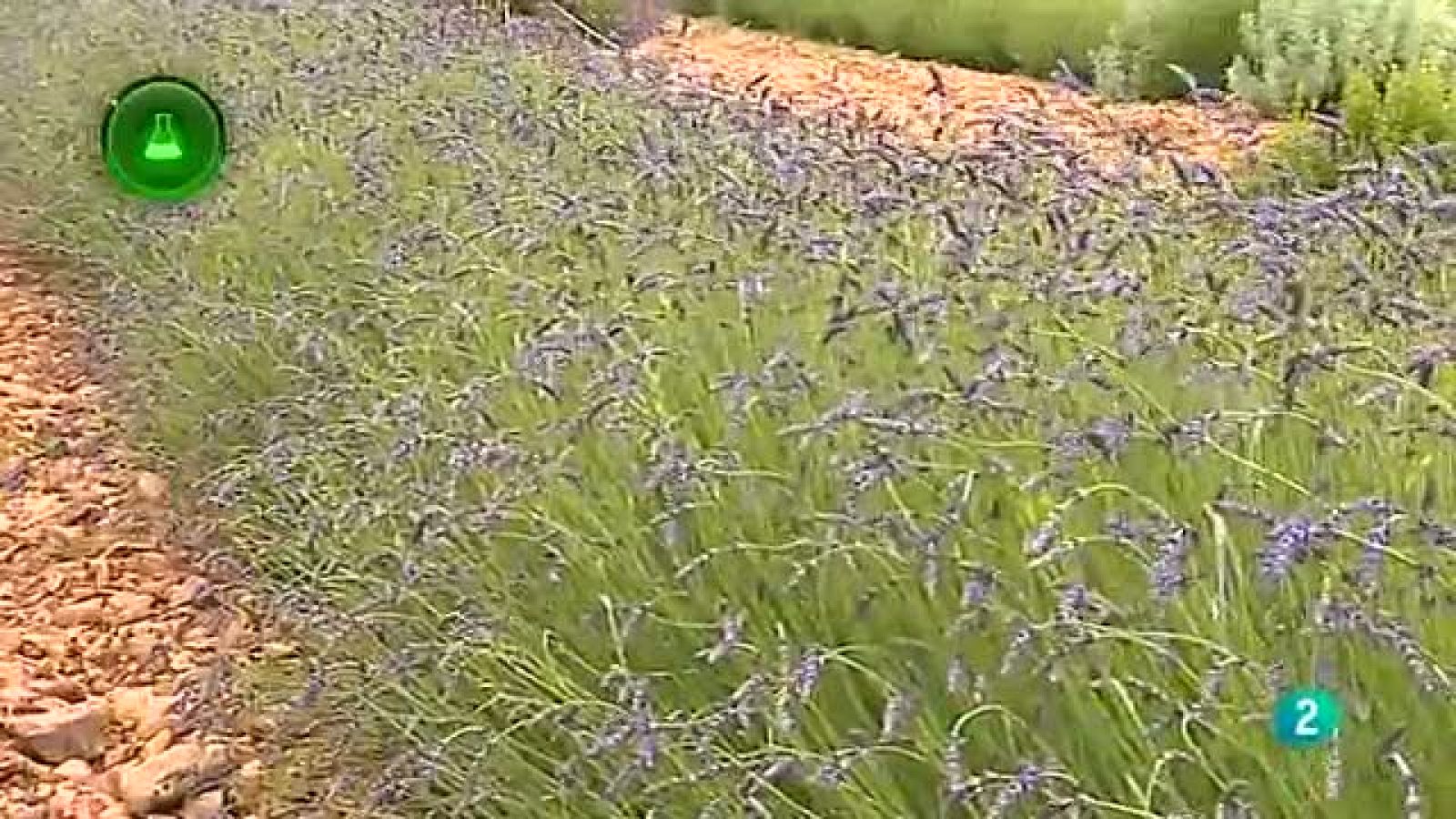 Agosfera - Laboratorio de ideas - Plantas aromáticas