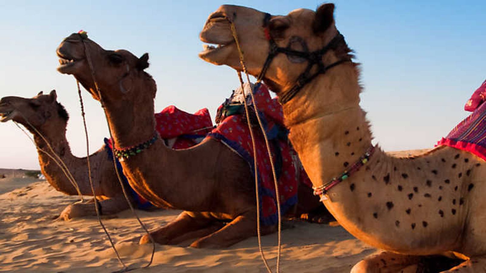 Grandes documentales - El imperio de los camellos; hechos para durar - ver ahora
