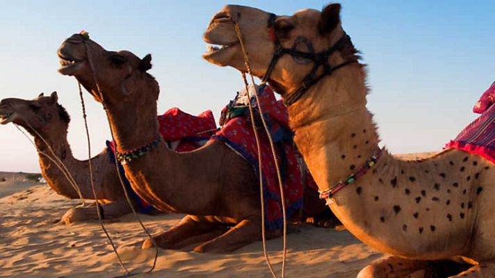 Grandes documentales - El imperio de los camellos