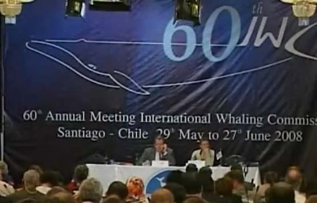 Ciencia y tecnología en Rtve.es - Discrepancias la reunión ballenera