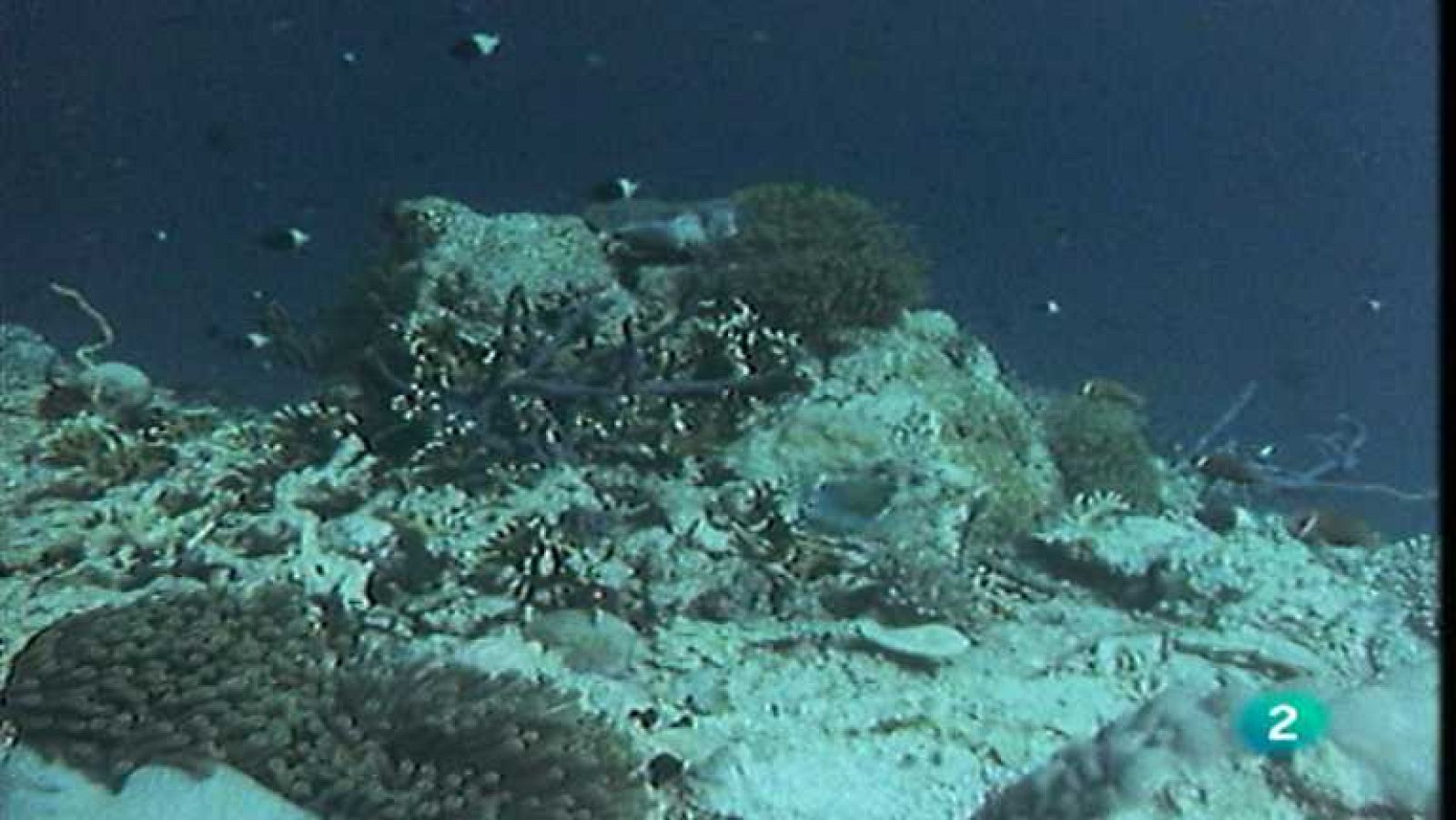 El arrecife de coral - Los arrecifes emergen - Ver ahora