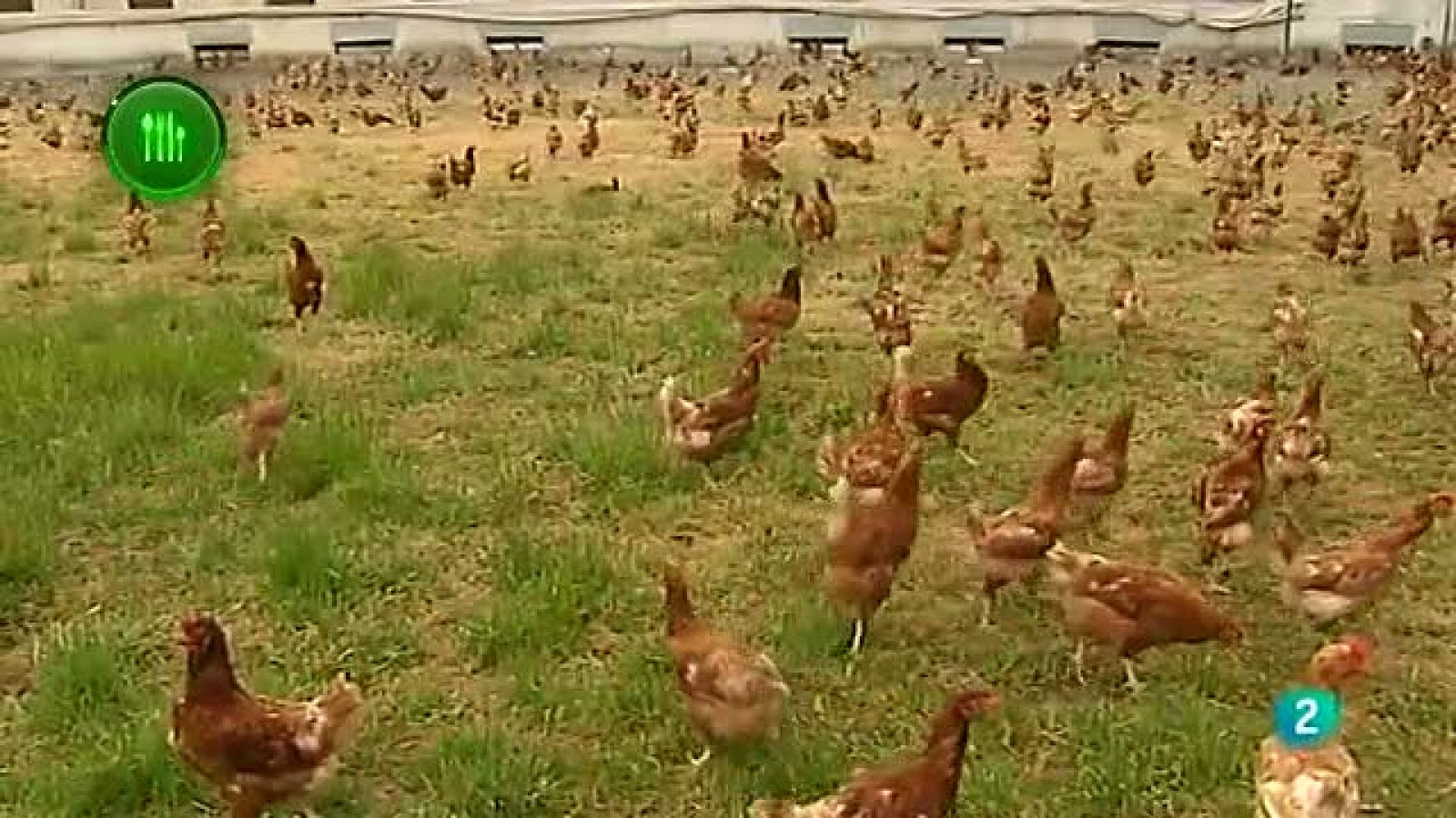 Agrosfera  - Con mucho gusto - Huevos