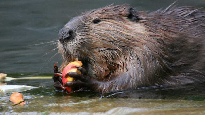 Grandes documentales - El dique de los castores