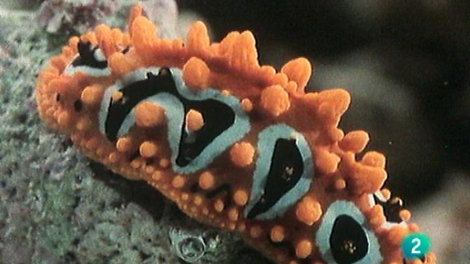 El arrecife de coral - Los moluscos - ver ahora