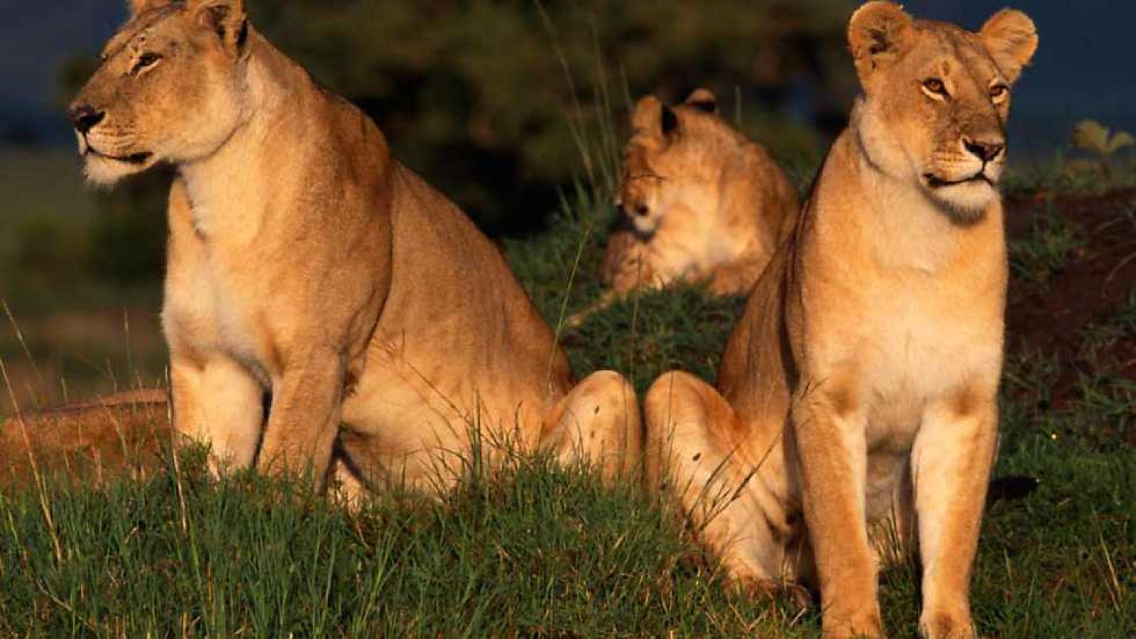 Grandes documentales - Supermanada - ver ahora