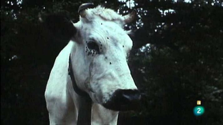 Versión española - Vacas