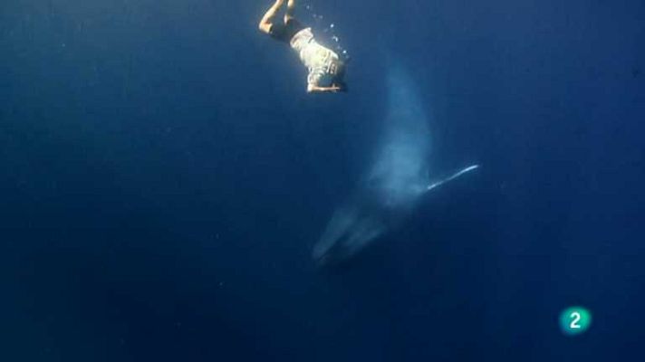 Grandes documentales - El reino del rorcual azul
