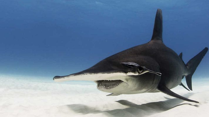 Grandes documentales - La autopista del tiburón martillo