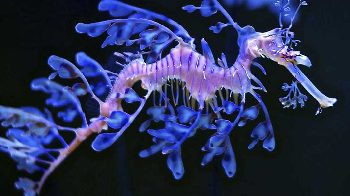 Grandes documentales - Monstruos marinos