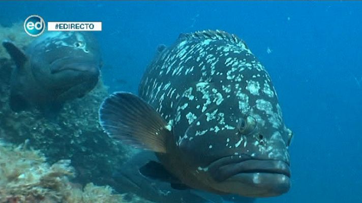 España Directo - Profundidades de Cabo de Palos