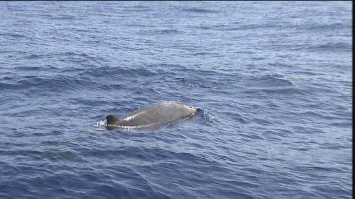 +Canarias - + Canarias - 24/07/13