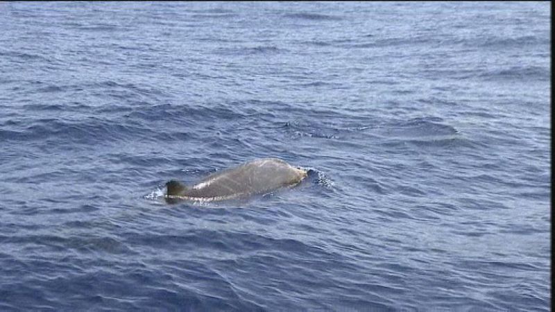 + Canarias - 24/07/13 - +Canarias | Ver