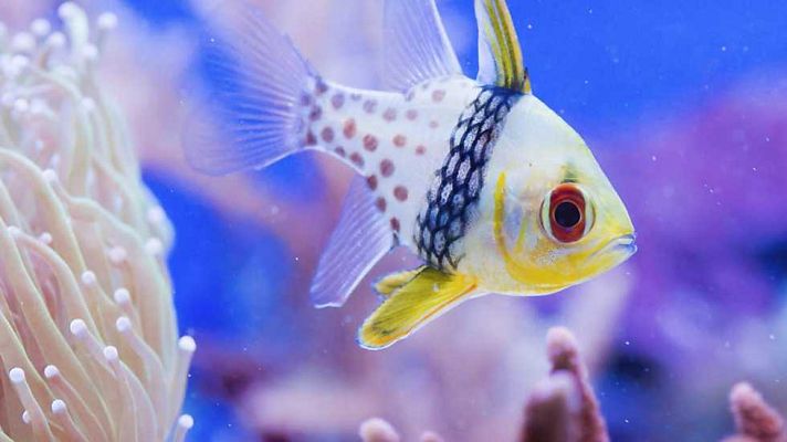 Grandes documentales - La gran barrera de coral: Del arrecife a la selva tropical