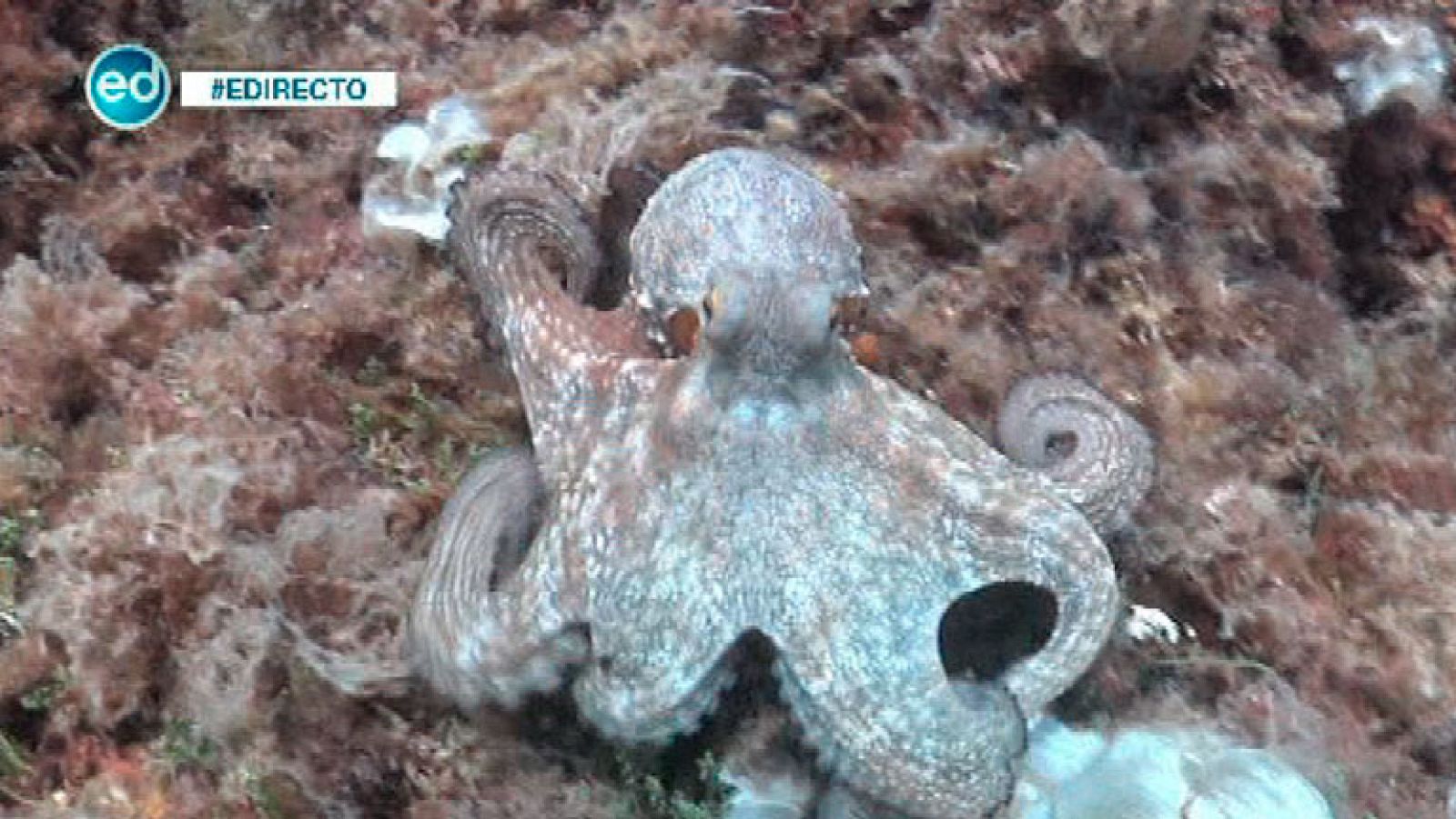 España Directo- Descubrimos dos lugares mágicos bajo el agua