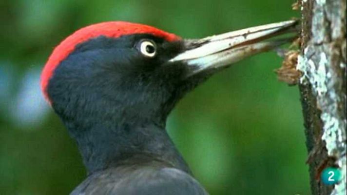 La España salvaje - Invierno, 1