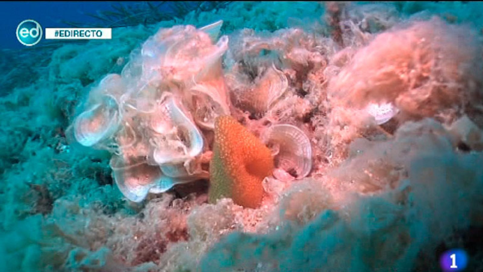 España Directo- 'La Losa del Payo', uno de los tesoros de Almería | Ver