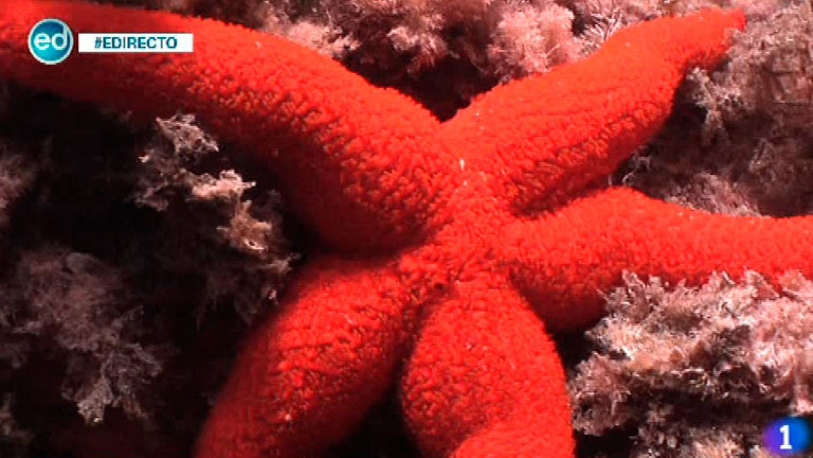 España Directo- Bajamos al túnel Naranja y la  zona de 'Los Burros'