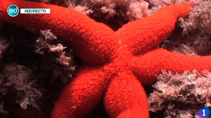 España Directo - Bajamos al túnel Naranja