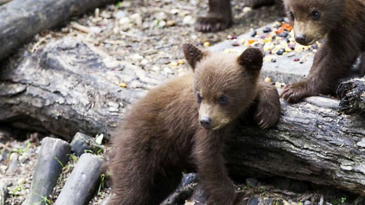 Grandes documentales - Osos negros de bosques del norte