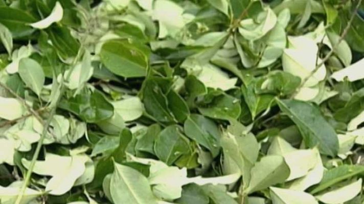 Telediario 1 - Menos plantas de coca en Colombia