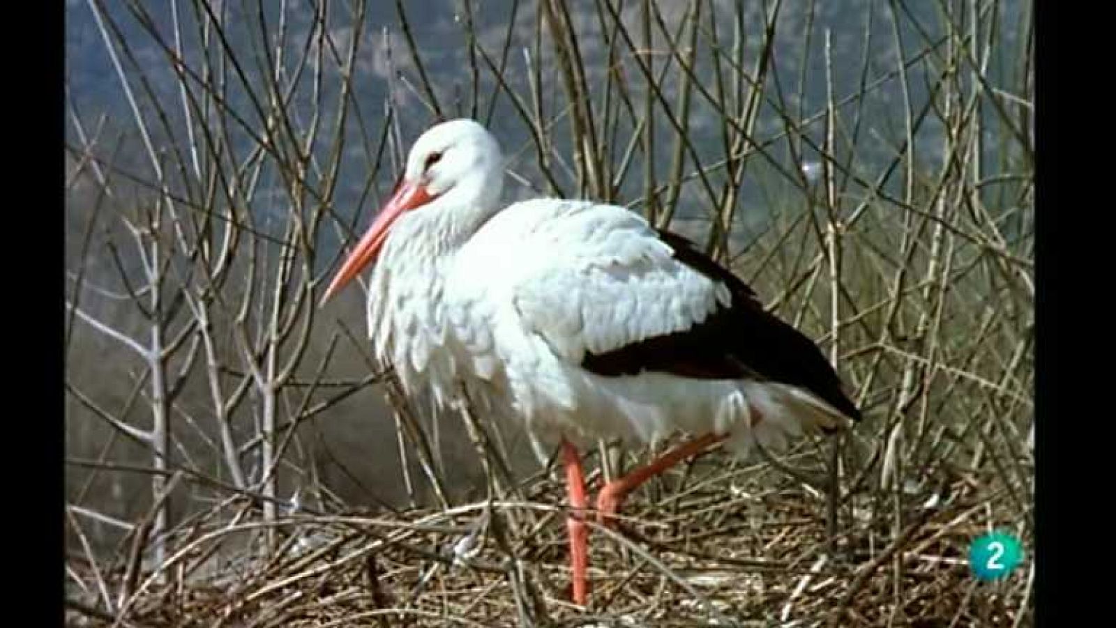 La España salvaje - Invierno, 2 - ver ahora