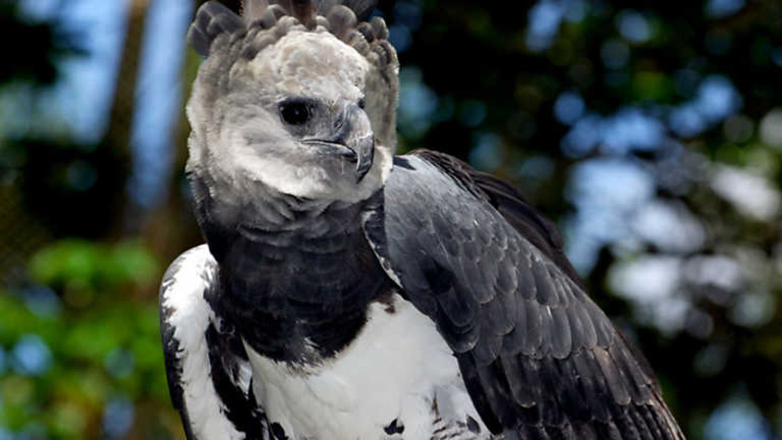 Grandes documentales - El águila come monos de Venezuela - ver ahora
