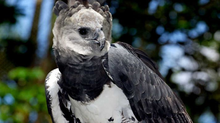 Grandes documentales - El águila come monos de Venezuela