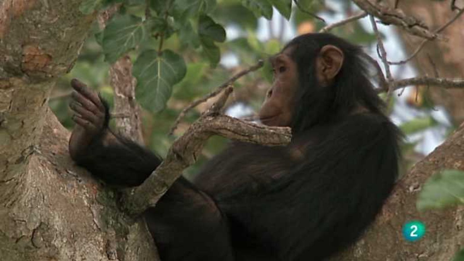 Grandes documentales - Los chimpancés de la garganta perdida - ver ahora