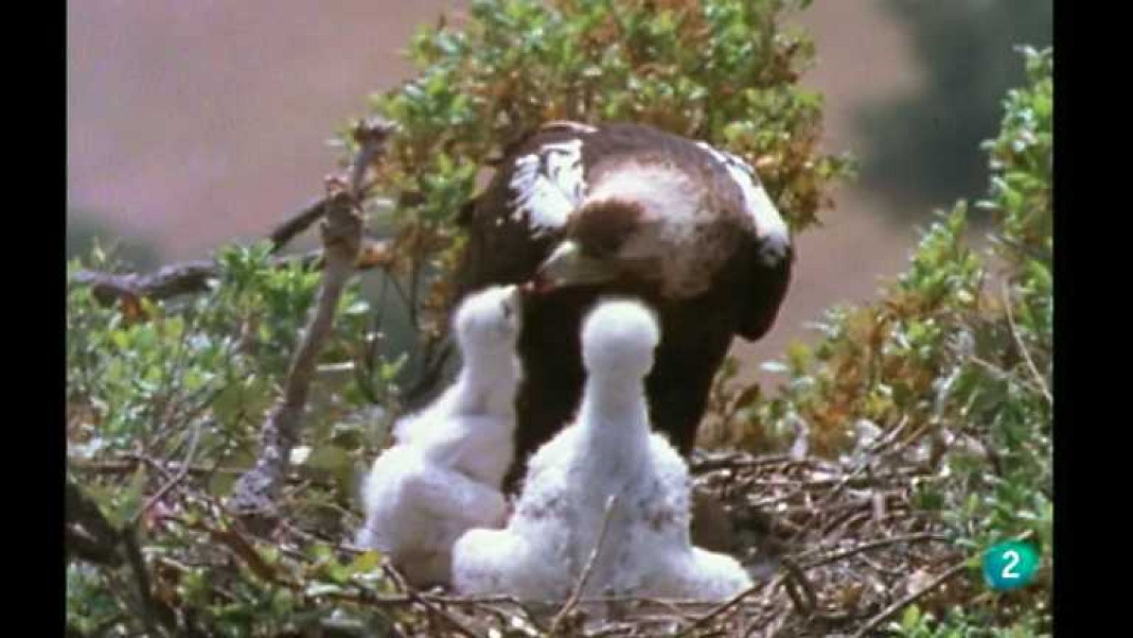 La España salvaje - La primavera, 2 - ver ahora