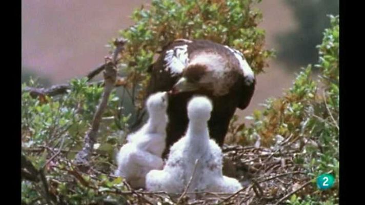 La España salvaje - La primavera, 2