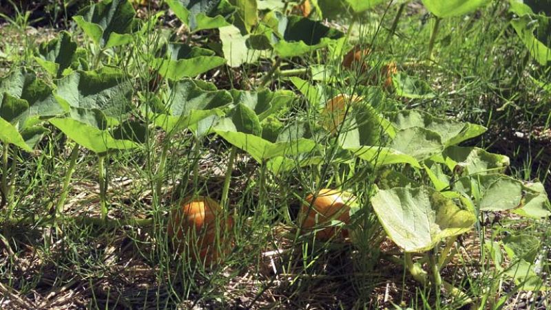 Agricultores y ganaderos denuncian que en verano aumentan los robos en sus instalaciones