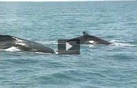 Los gigantes de los océanos