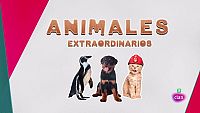 ¿Son nuestras mascotas un miembro más de la familia?