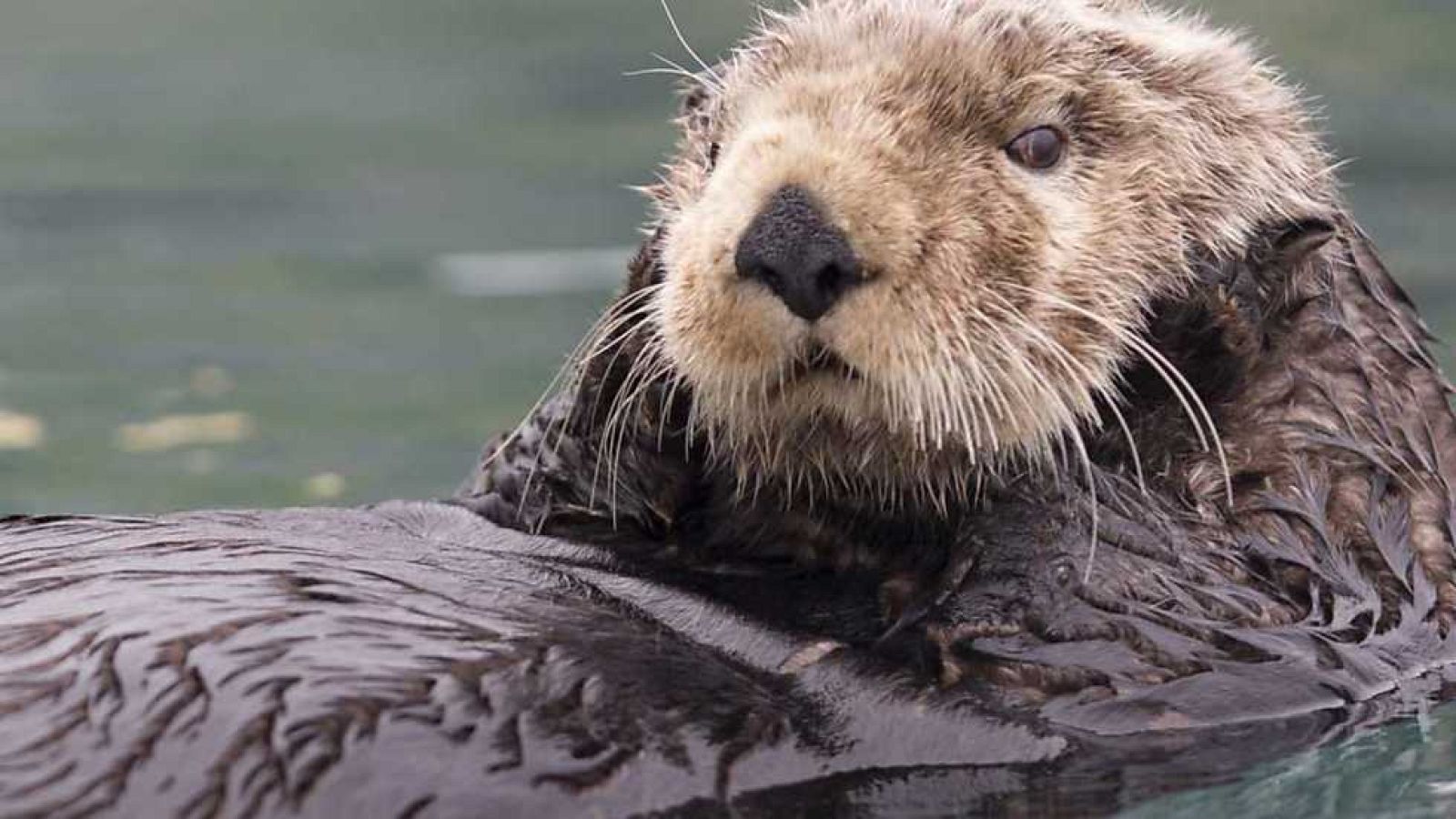 Grandes documentales - Nutrias marinas, las crías del millón de dólares - ver ahora